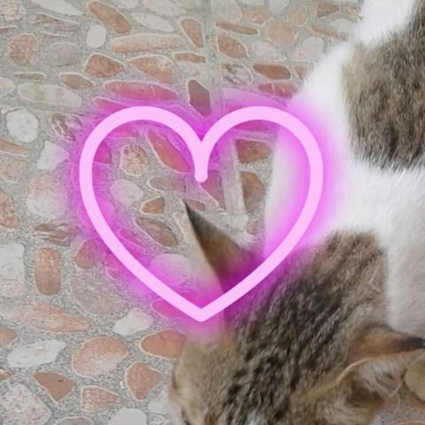 Embassy In Qatar Embassy S Pets